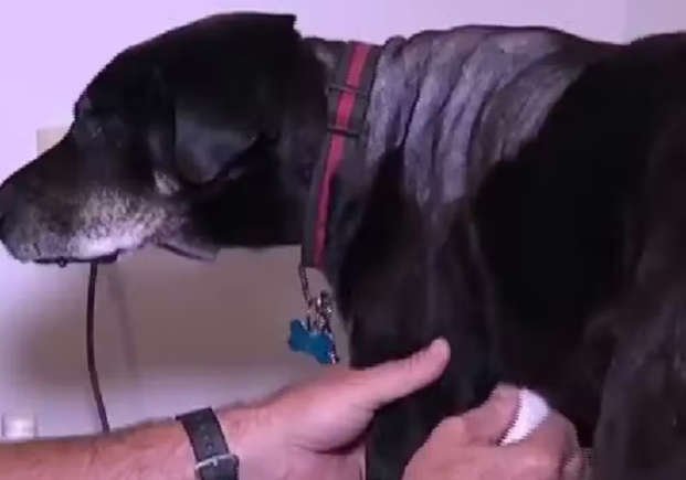 cão