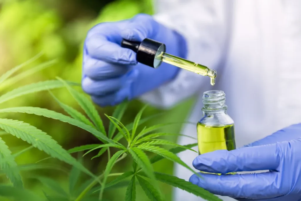 maconha-medicinal-2