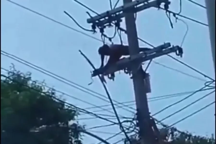 video-homem-sofre-descarga-eletrica-e-cai-de-poste-ao-tentar-roubar-cabos-11c7ae80-6dc0-4800-89a9-b75602256d47.jpg