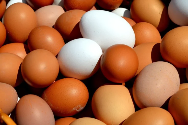 egg-2580904_1920-1024x678