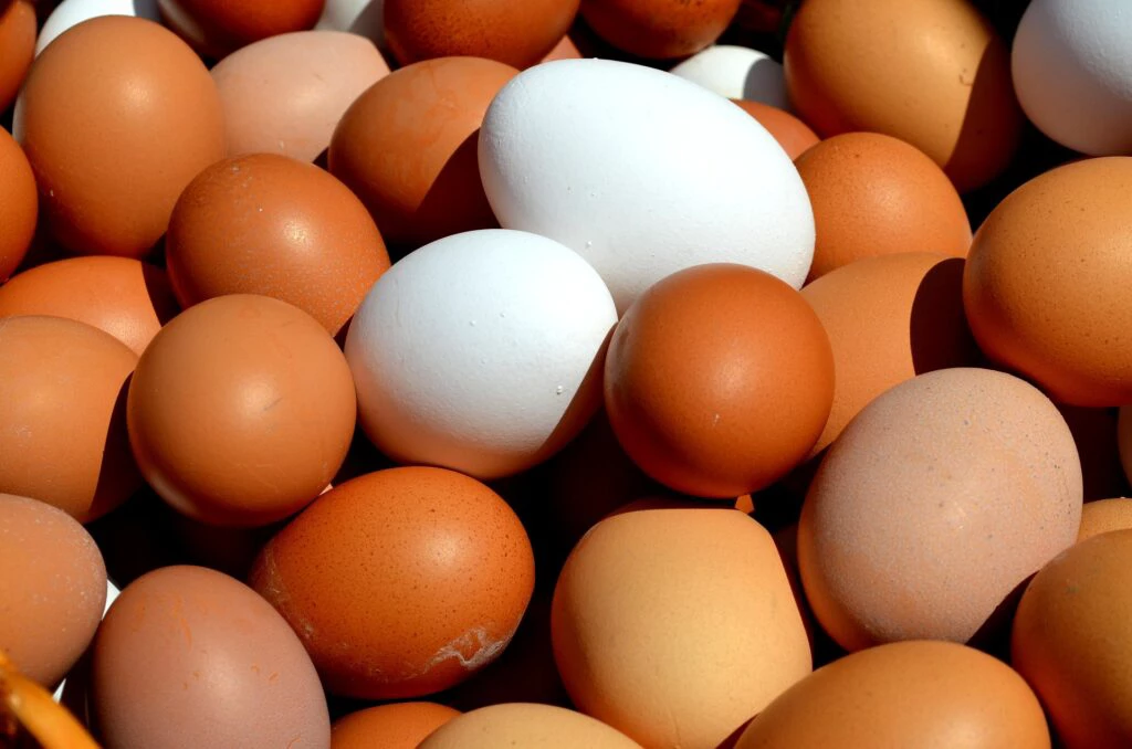 egg-2580904_1920-1024x678