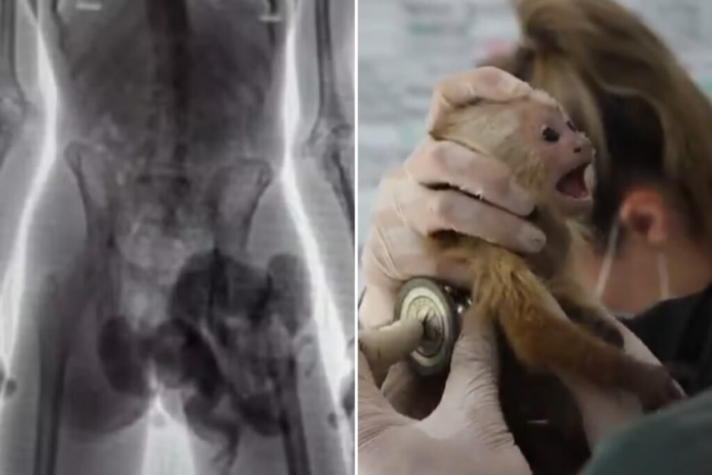 mundo-aeroporto-colombia-trafico_de_animais-1746553433