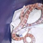 COBRA-DO-MILHO