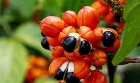 GUARANA