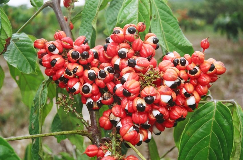 Guarana-1 VÍDEO:Você sabia que o guaraná nasceu dos olhos de um jovem guerreiro, segundo lenda indígena?