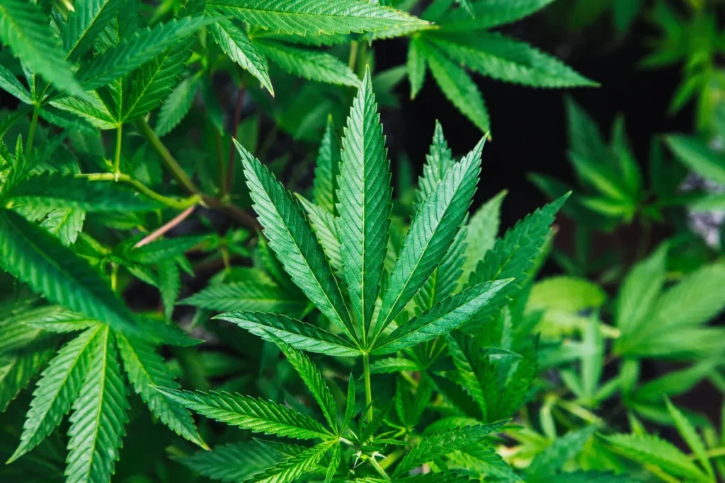 cannabis_unsplash-2