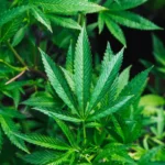 cannabis_unsplash-2