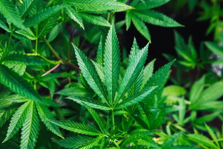 cannabis_unsplash-2