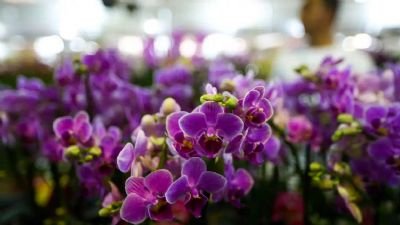 orquídeas