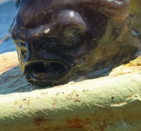image-216 Peixe “alienígena” é pescado na Rússia e intriga internautas
