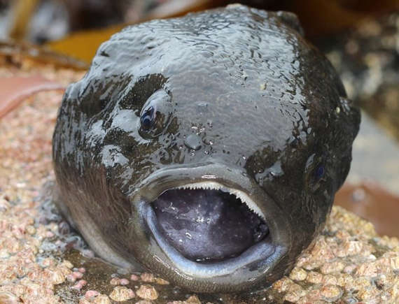 image-218 Peixe “alienígena” é pescado na Rússia e intriga internautas