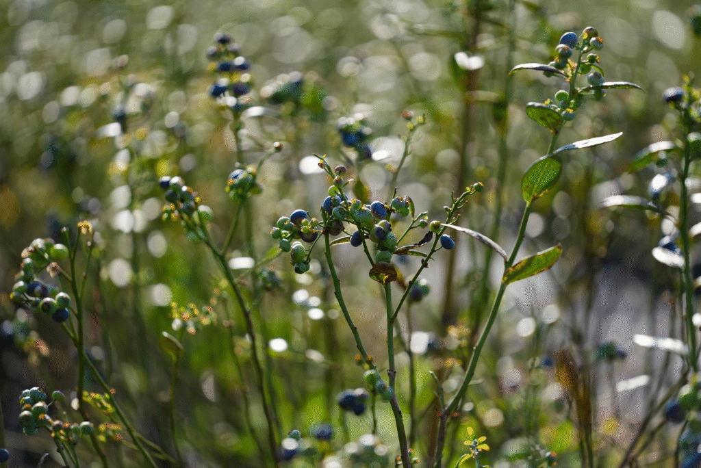 image-219-1024x684 Cultivo de mirtilo pode ser o destaque frutífero mato-grossense com alto valor agregado, aponta Aprofir