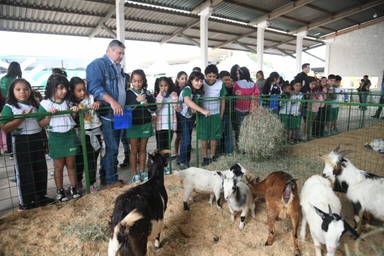 minifazenda12
