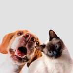 pets
