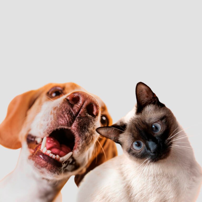 pets