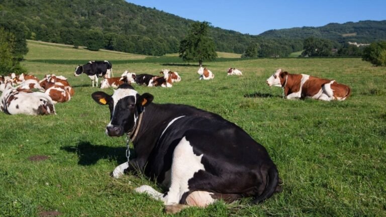 5baabf05-herd-cows-producing-milk-gruyere-cheese-france-spring_easy-resize.com_-1200x675
