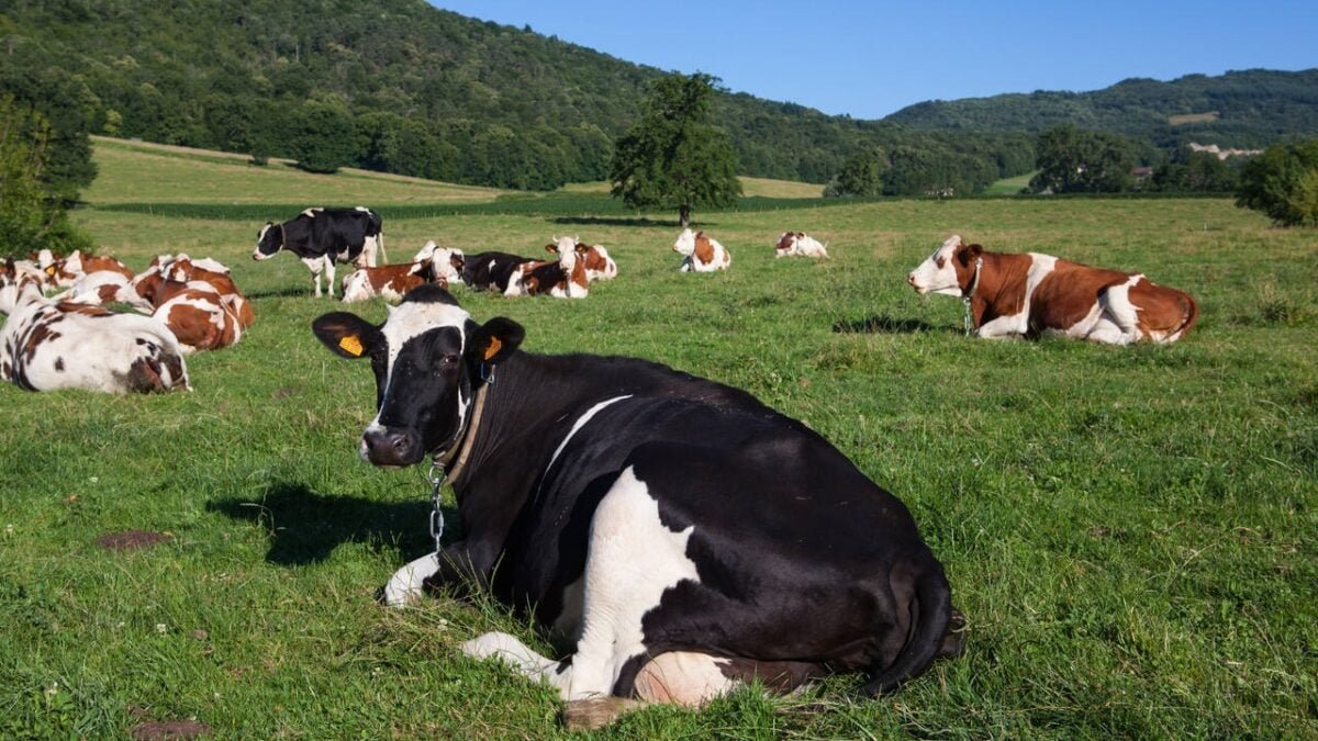 5baabf05-herd-cows-producing-milk-gruyere-cheese-france-spring_easy-resize.com_-1200x675