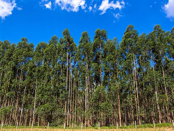 Eucalyptus tree forest in Brasil, plants for steel mill industry