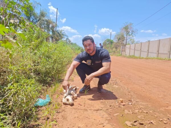 gm cão