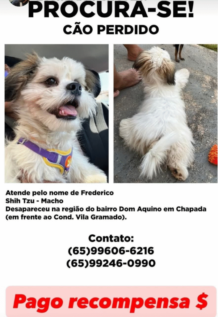 image-78-706x1024 Família oferece recompensa por cachorro desaparecido em Chapada dos Guimarães
