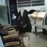 Boi-invade-acougue-em-supermercado-e-causa-tumulto.-Veja-o-video