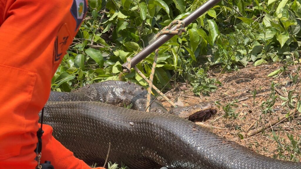 image-388 Bombeiros capturam sucuri de 5 metros em área de mata