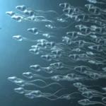 infertilidade-masculina