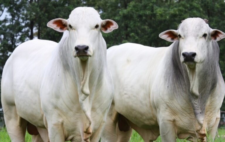 Captura de tela_29-12-2025_12327_mtplay.com.br