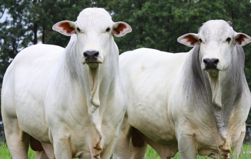 Captura de tela_29-12-2025_12327_mtplay.com.br